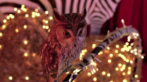 Owl in circus Stock Footage 171367266