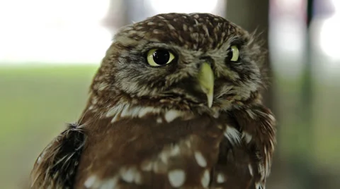 Owl at City 1 Stock Footage 28504851