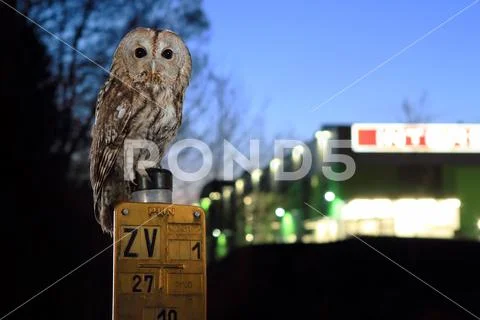 Owl in city, near shopping mall Stock Photos
