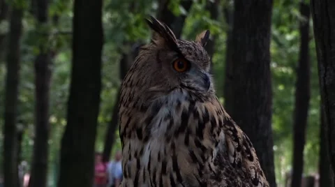 Owl in city park Video stock 53826192