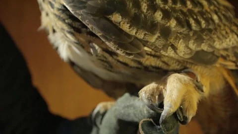 Owl claws close up 01 库存影片 71690158