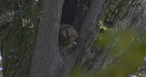 Owl cleans claws, 4K slow motion Stock Footage 219571555
