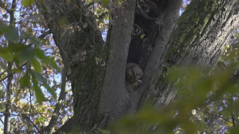 Owl cleans claws, autumn 8K Stock Footage 219494853