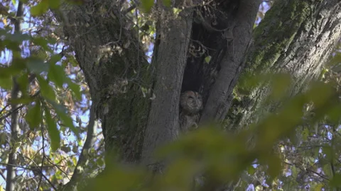Owl cleans claws, slow motion Stock Footage 219496800