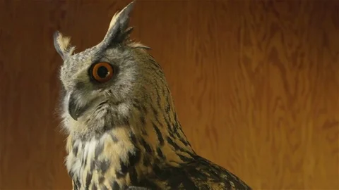 Owl close up 01 Stock Footage 71689885
