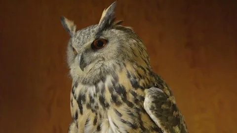 Owl close up 02 Stock Footage 71691117