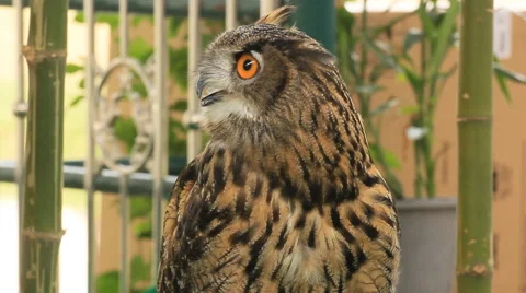 Owl, close up Stock Footage 40450680