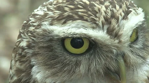 Owl close-up Stock Footage 42672433