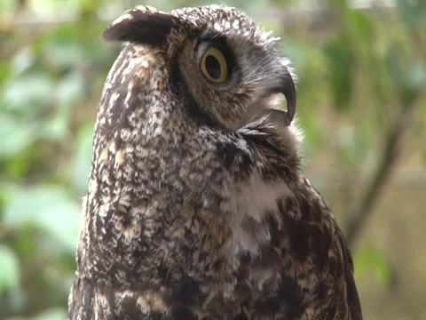 Owl Close Up Stock Footage 85227293