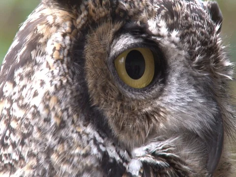 Owl Close Up Video stock 85228025