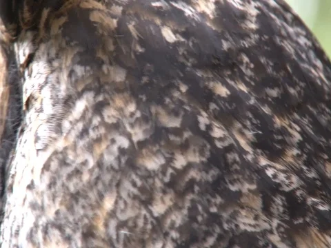 Owl Close Up Stock Footage 85231943