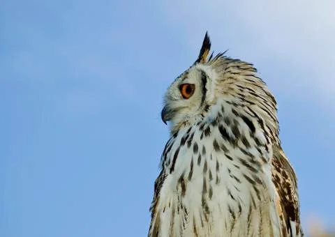 Owl close up Stock Photos