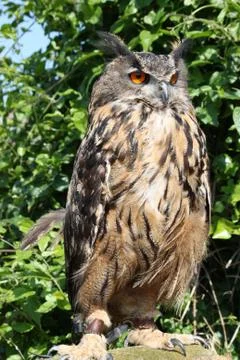 Owl in close up Stock Photos