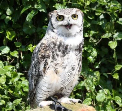 Owl in close up Stock Photos