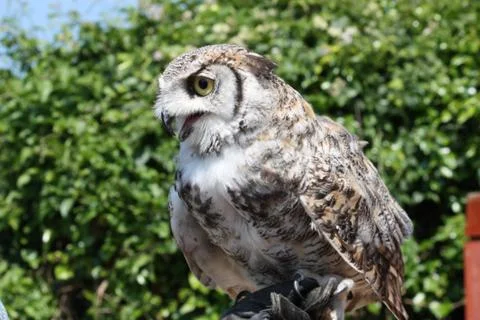 Owl in close up Stock Photos