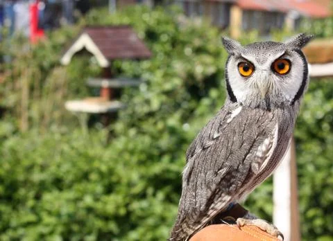 Owl in close up Stock Photos