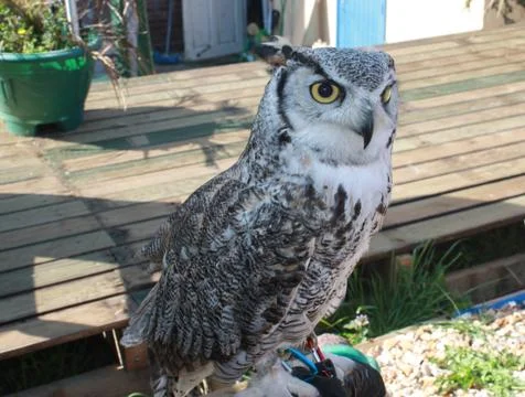 Owl in close up Stock Photos