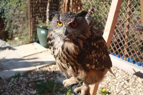 Owl in close up Stock Photos