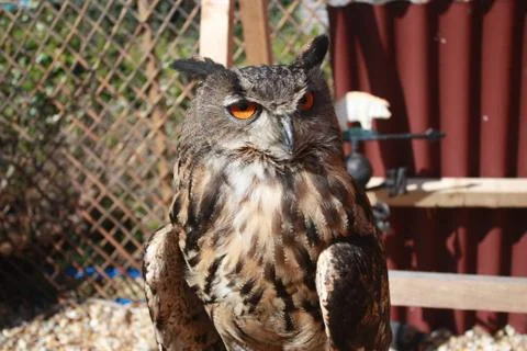 Owl in close up Stock Photos