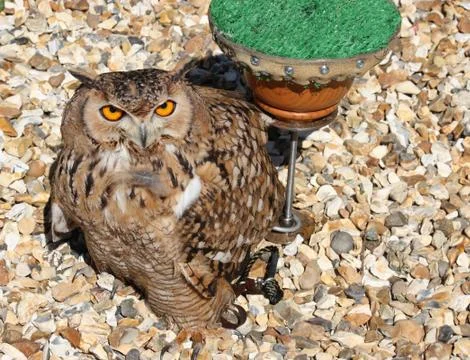Owl in close up Stock Photos