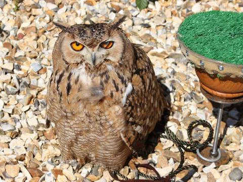 Owl in close up Stock Photos