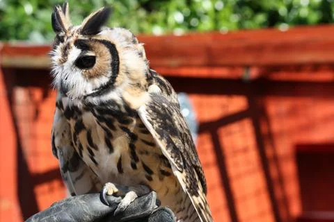 Owl in close up Stock Photos