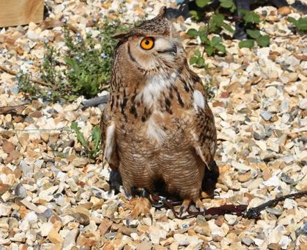 Owl in close up Stock Photos