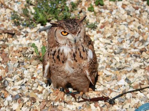 Owl in close up Stock Photos