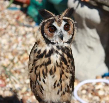 Owl in close up Stock Photos