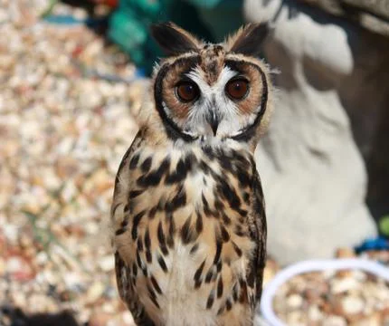 Owl in close up Stock Photos
