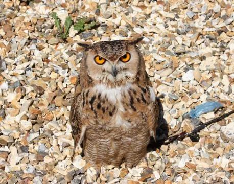Owl in close up Stock Photos