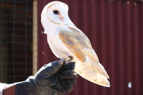 Owl in close up Stock Photos