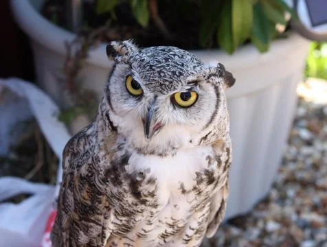 Owl in close up Stock Photos