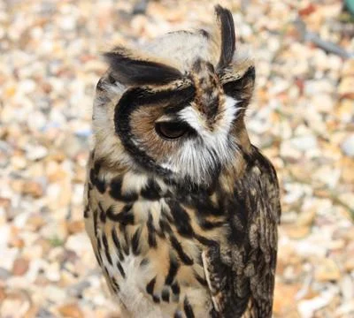 Owl in close up Stock Photos