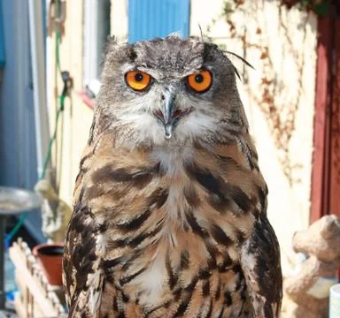 Owl in close up Stock Photos