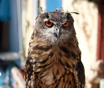 Owl in close up Stock Photos