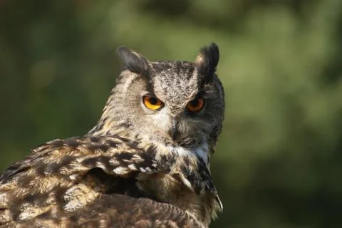 Owl Close Up Stock Photos