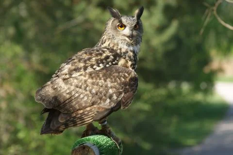 Owl Close Up Stock Photos