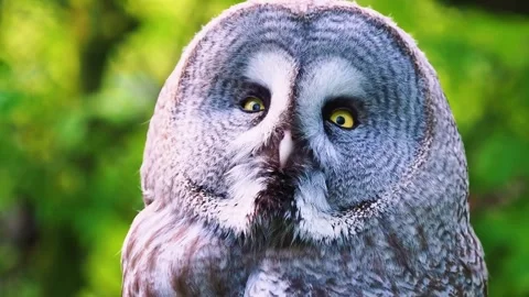 Owl Close Up Portrait Stock Footage 323137432