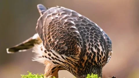Owl Close Up Portrait Stock Footage 323141495