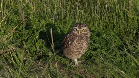 Owl up close in the summer landscape of Buenos Aires, Argentina. High-resolution Video stock 295231014
