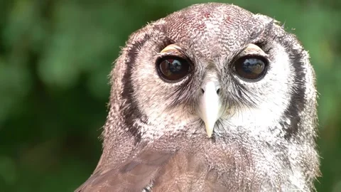 Owl Close-ups Showcasing Unique Facial Expressions Vidéo 332126643