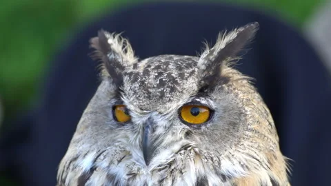 Owl close-up view Video stock 117820511
