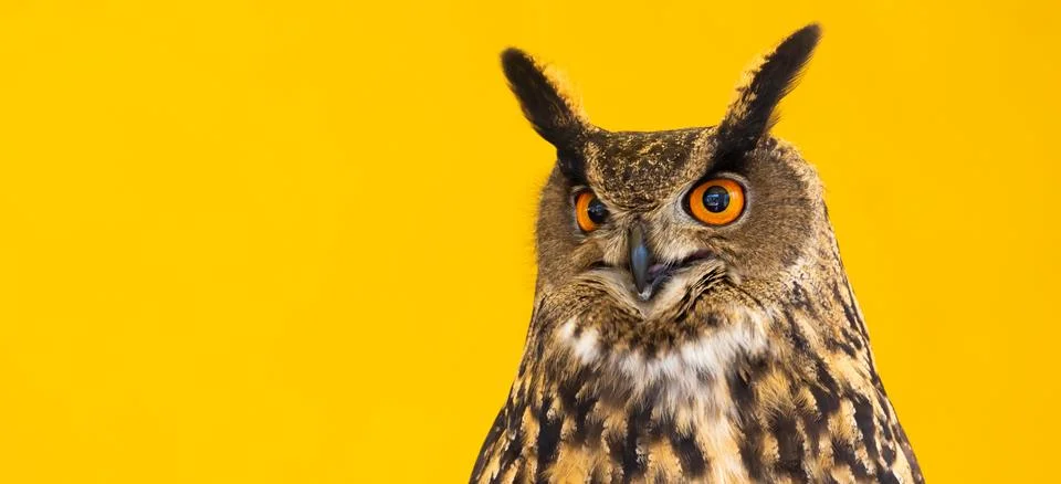 Owl closeup looking at the camera. One animal, nobody, concept for wildness.. Foto stock