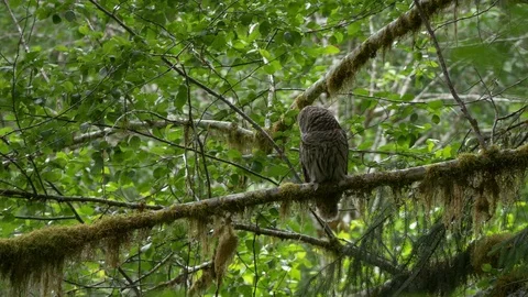 Owl in a coastal Rainforest Stock Footage 88754216