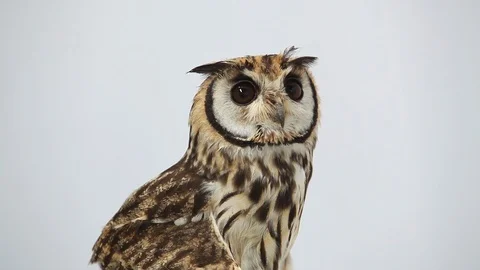 Owl - Coruja - Asio clamator Stock Footage 121586564