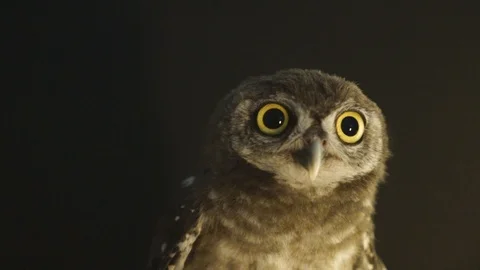 The owl cries at the camera on black background, 스톡 동영상 106864548
