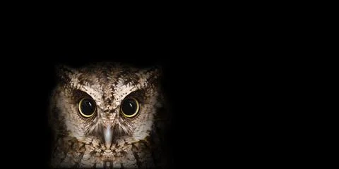 Owl on dark background with copy space Stock Photos