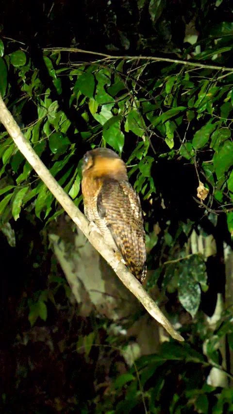 Owl in the dark Video stock 242520045