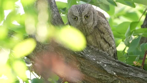 Owl in the dark green vegetation, hidden in the pine forest, bark. Common Scops  Stock Footage 310373473